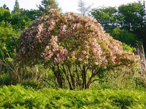 DSCN1704花、てんこ盛り　花の名所は数々あれどもヒイナの花は日本一